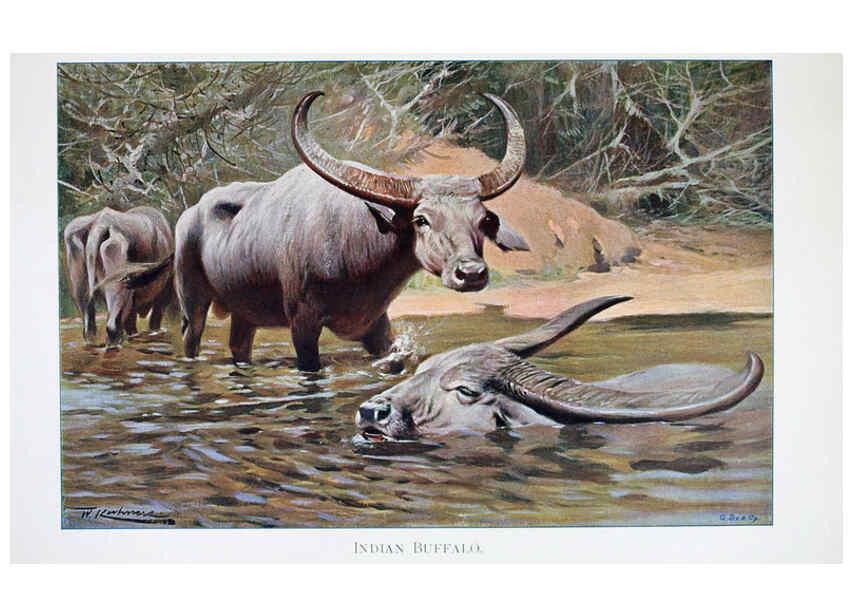 Reproducción/Reproduction 6263673726: Wild life of the world. v.2. London ;F. Warne and co.,1916