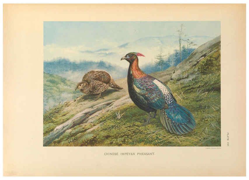 Reproducción/Reproduction 6263643800: A monograph of the pheasants. v.1. London, England :Published under the auspices of the New York Zoological Society by Witherby & Co.,1918-1922