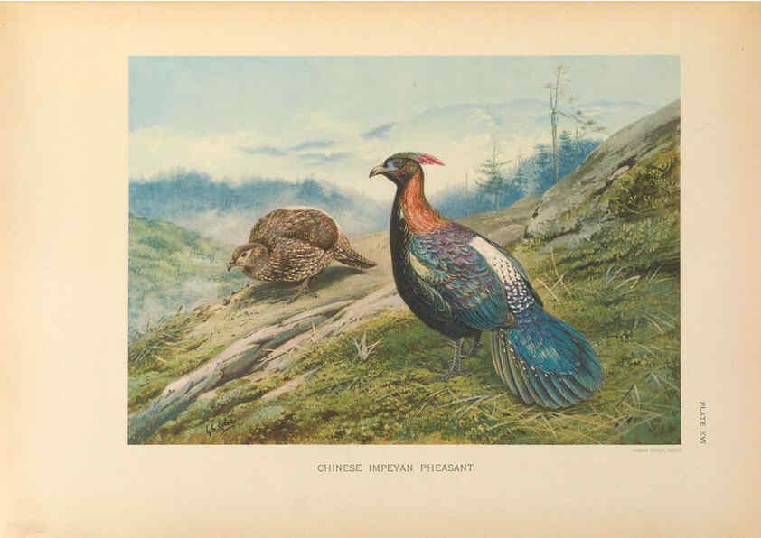 Reproducción/Reproduction 6263643800: A monograph of the pheasants. v.1. London, England :Published under the auspices of the New York Zoological Society by Witherby & Co.,1918-1922