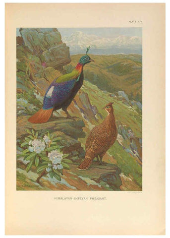 Reproducción/Reproduction 6263643578: A monograph of the pheasants. v.1. London, England :Published under the auspices of the New York Zoological Society by Witherby & Co.,1918-1922