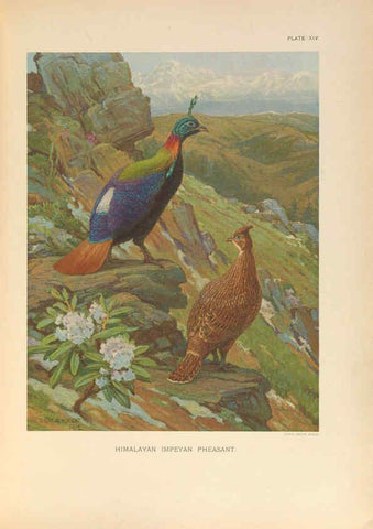 Reproducción/Reproduction 6263643578: A monograph of the pheasants. v.1. London, England :Published under the auspices of the New York Zoological Society by Witherby & Co.,1918-1922