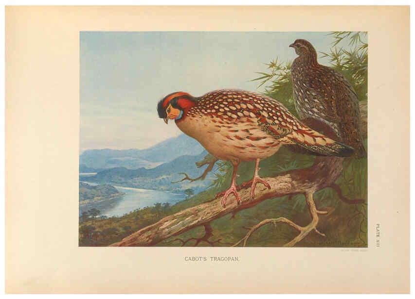 Reproducción/Reproduction 6263643398: A monograph of the pheasants. v.1. London, England :Published under the auspices of the New York Zoological Society by Witherby & Co.,1918-1922