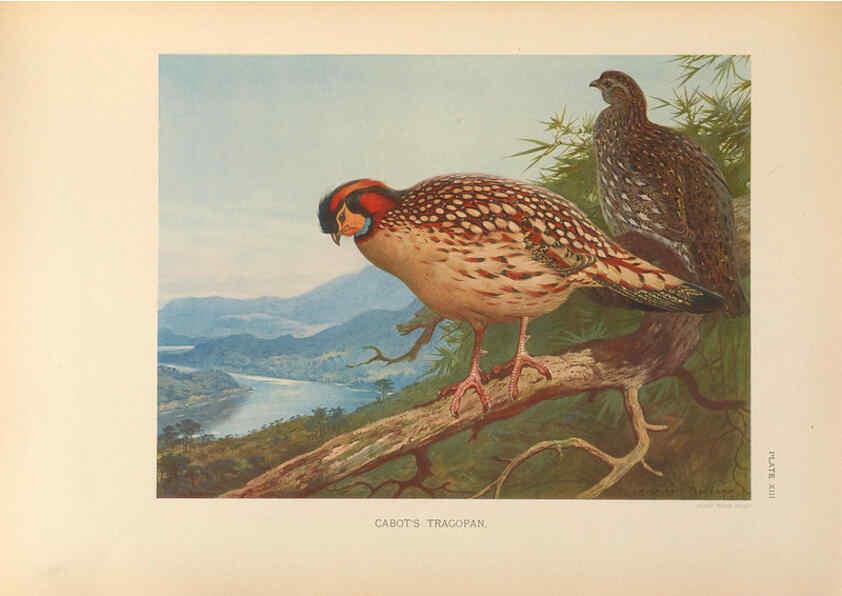 Reproducción/Reproduction 6263643398: A monograph of the pheasants. v.1. London, England :Published under the auspices of the New York Zoological Society by Witherby & Co.,1918-1922