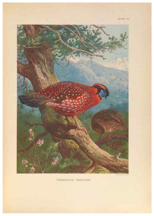 Reproducción/Reproduction 6263643164: A monograph of the pheasants. v.1. London, England :Published under the auspices of the New York Zoological Society by Witherby & Co.,1918-1922