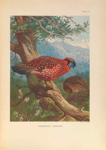 Reproducción/Reproduction 6263643164: A monograph of the pheasants. v.1. London, England :Published under the auspices of the New York Zoological Society by Witherby & Co.,1918-1922