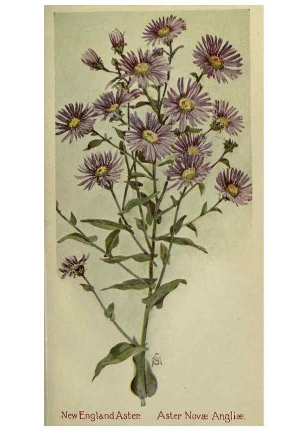 Reproducción/Reproduction 6263088251: Field book of American wild flowers New York,Putnam,[1912] 