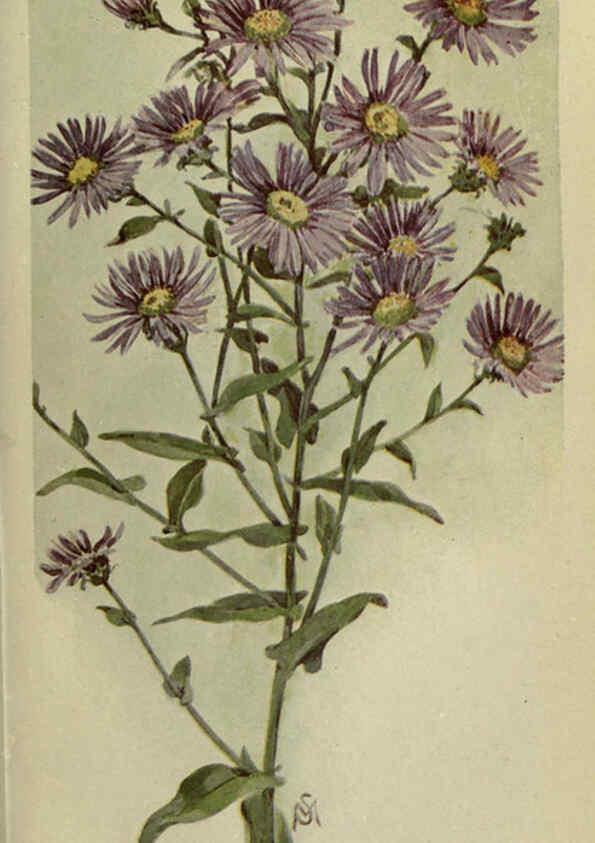 Reproducción/Reproduction 6263088251: Field book of American wild flowers New York,Putnam,[1912] 