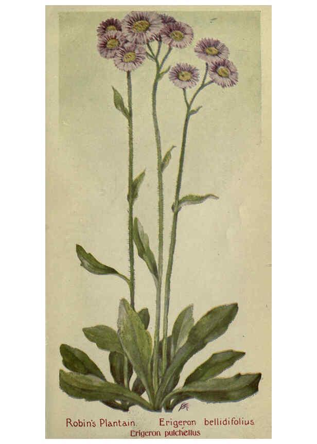 Reproducción/Reproduction 6263613352: Field book of American wild flowers New York,Putnam,[1912] 