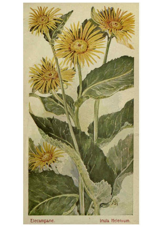 Reproducción/Reproduction 6263088691: Field book of American wild flowers New York,Putnam,[1912] 