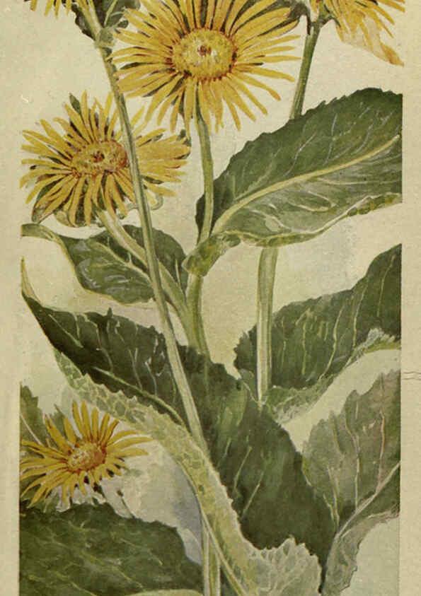 Reproducción/Reproduction 6263088691: Field book of American wild flowers New York,Putnam,[1912] 