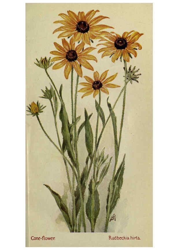 Reproducción/Reproduction 6263088925: Field book of American wild flowers New York,Putnam,[1912] 