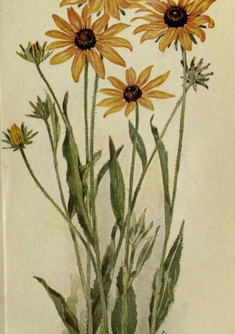 Reproducción/Reproduction 6263088925: Field book of American wild flowers New York,Putnam,[1912] 