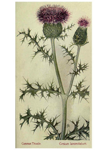 Reproducción/Reproduction 6263613916: Field book of American wild flowers New York,Putnam,[1912] 