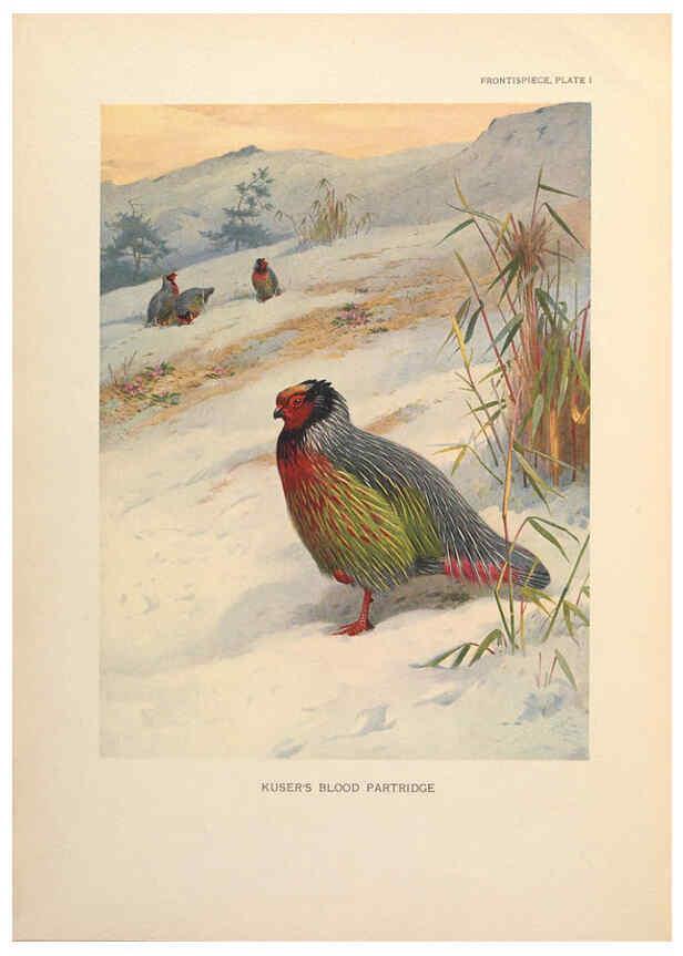 Reproducción/Reproduction 6263641082: A monograph of the pheasants. v.1. London, England :Published under the auspices of the New York Zoological Society by Witherby & Co.,1918-1922