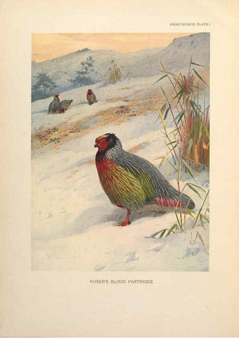 Reproducción/Reproduction 6263641082: A monograph of the pheasants. v.1. London, England :Published under the auspices of the New York Zoological Society by Witherby & Co.,1918-1922