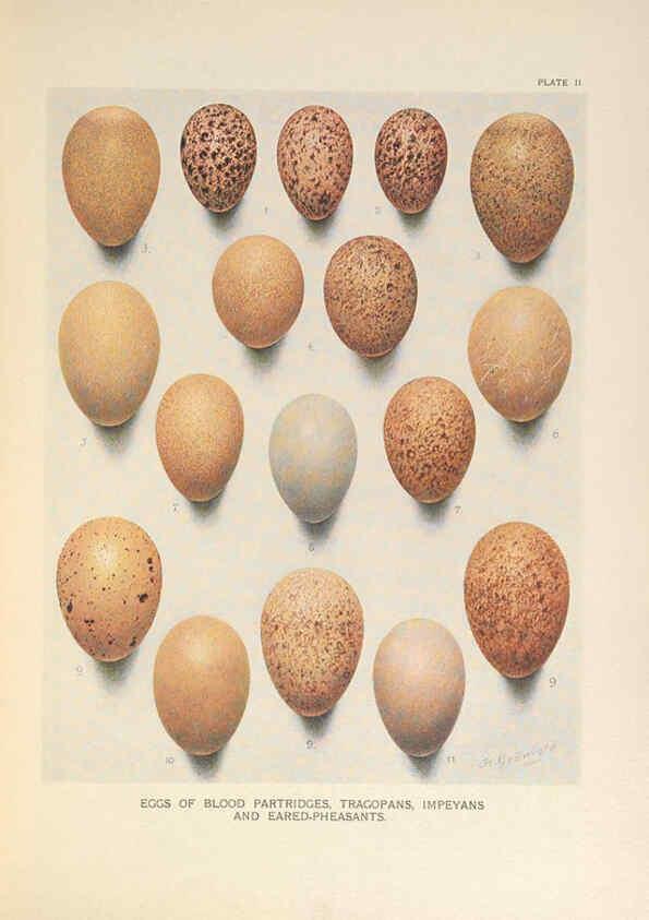 Reproducción/Reproduction 6263641348: A monograph of the pheasants. v.1. London, England :Published under the auspices of the New York Zoological Society by Witherby & Co.,1918-1922