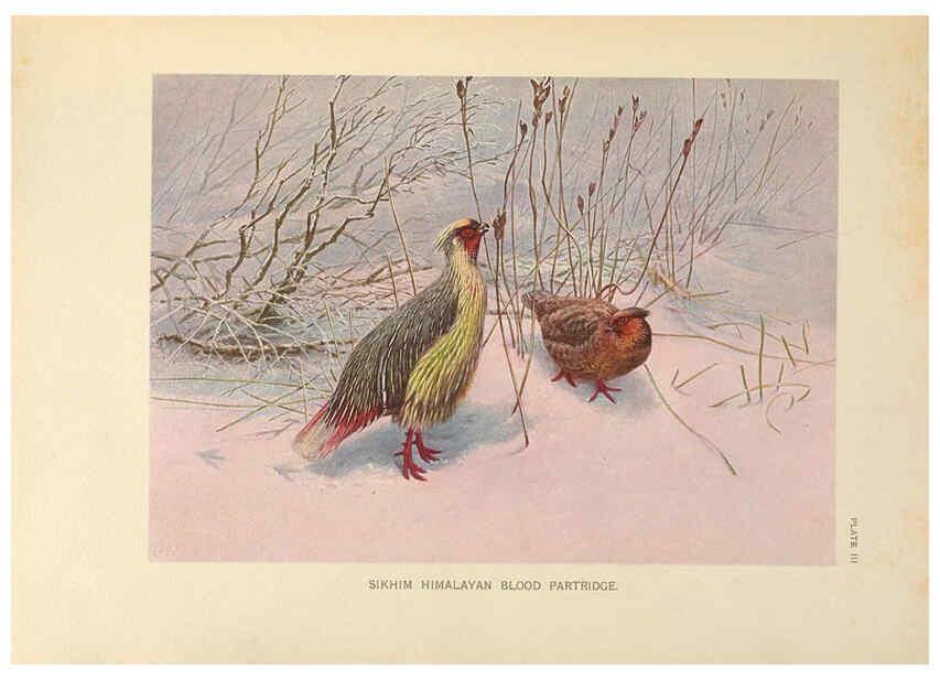 Reproducción/Reproduction 6263641572: A monograph of the pheasants. v.1. London, England :Published under the auspices of the New York Zoological Society by Witherby & Co.,1918-1922