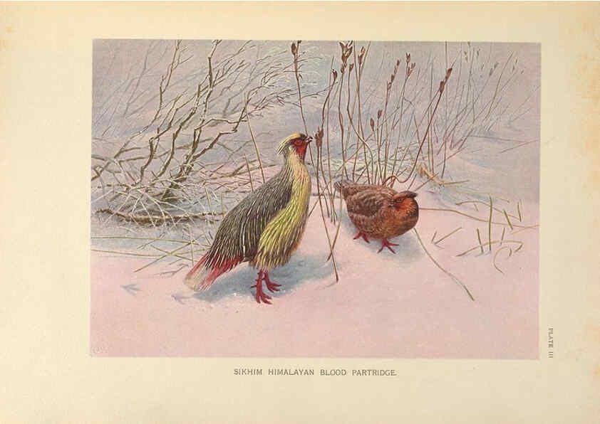 Reproducción/Reproduction 6263641572: A monograph of the pheasants. v.1. London, England :Published under the auspices of the New York Zoological Society by Witherby & Co.,1918-1922