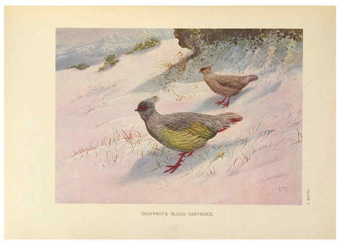 Reproducción/Reproduction 6263116567: A monograph of the pheasants. v.1. London, England :Published under the auspices of the New York Zoological Society by Witherby & Co.,1918-1922