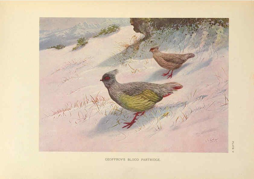 Reproducción/Reproduction 6263116567: A monograph of the pheasants. v.1. London, England :Published under the auspices of the New York Zoological Society by Witherby & Co.,1918-1922