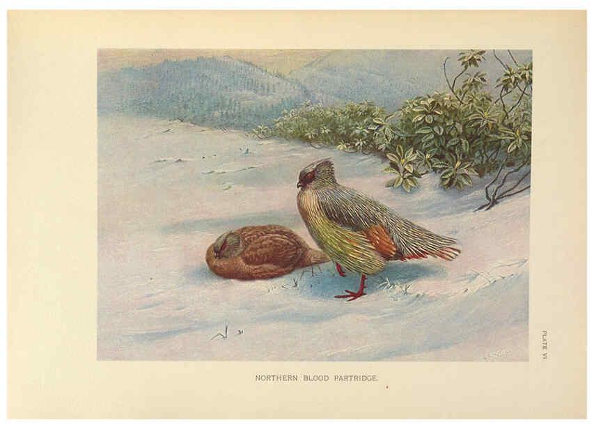 Reproducción/Reproduction 6263642150: A monograph of the pheasants. v.1. London, England :Published under the auspices of the New York Zoological Society by Witherby & Co.,1918-1922