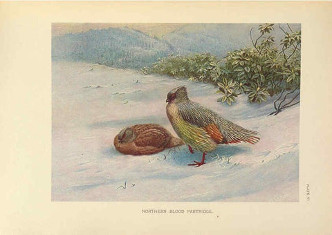 Reproducción/Reproduction 6263642150: A monograph of the pheasants. v.1. London, England :Published under the auspices of the New York Zoological Society by Witherby & Co.,1918-1922