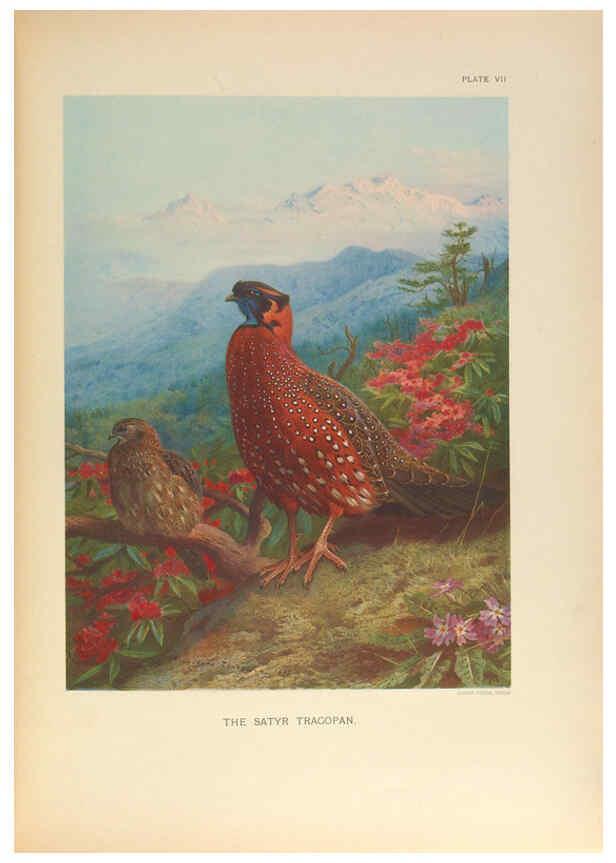 Reproducción/Reproduction 6263642316: A monograph of the pheasants. v.1. London, England :Published under the auspices of the New York Zoological Society by Witherby & Co.,1918-1922