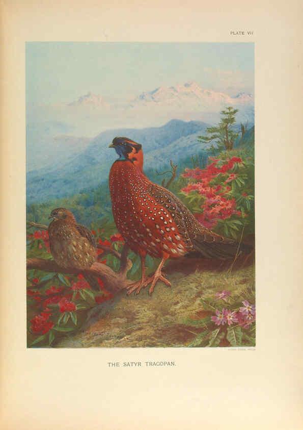 Reproducción/Reproduction 6263642316: A monograph of the pheasants. v.1. London, England :Published under the auspices of the New York Zoological Society by Witherby & Co.,1918-1922