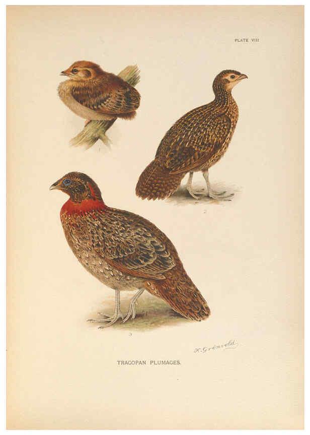 Reproducción/Reproduction 6263642498: A monograph of the pheasants. v.1. London, England :Published under the auspices of the New York Zoological Society by Witherby & Co.,1918-1922