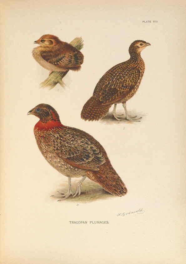 Reproducción/Reproduction 6263642498: A monograph of the pheasants. v.1. London, England :Published under the auspices of the New York Zoological Society by Witherby & Co.,1918-1922