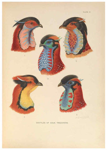 Reproducción/Reproduction 6263117429: A monograph of the pheasants. v.1. London, England :Published under the auspices of the New York Zoological Society by Witherby & Co.,1918-1922