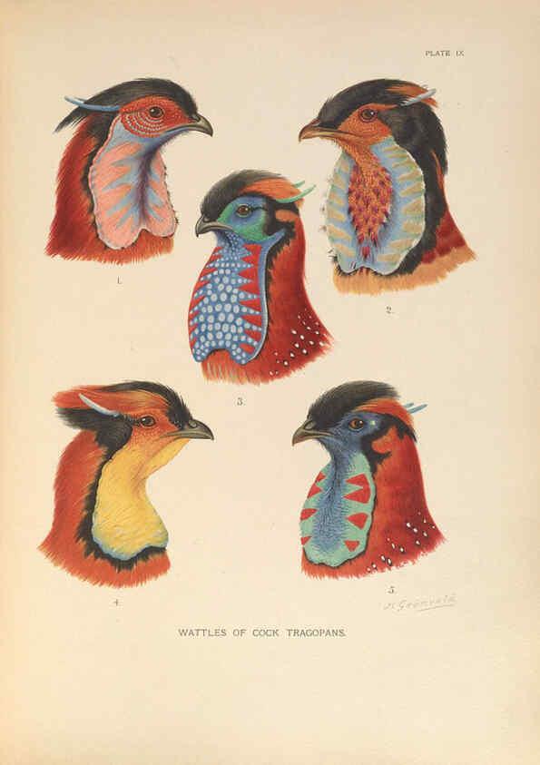 Reproducción/Reproduction 6263117429: A monograph of the pheasants. v.1. London, England :Published under the auspices of the New York Zoological Society by Witherby & Co.,1918-1922