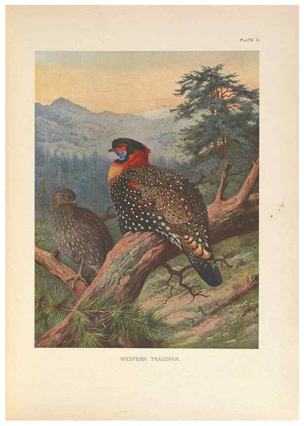 Reproducción/Reproduction 6263642862: A monograph of the pheasants. v.1. London, England :Published under the auspices of the New York Zoological Society by Witherby & Co.,1918-1922