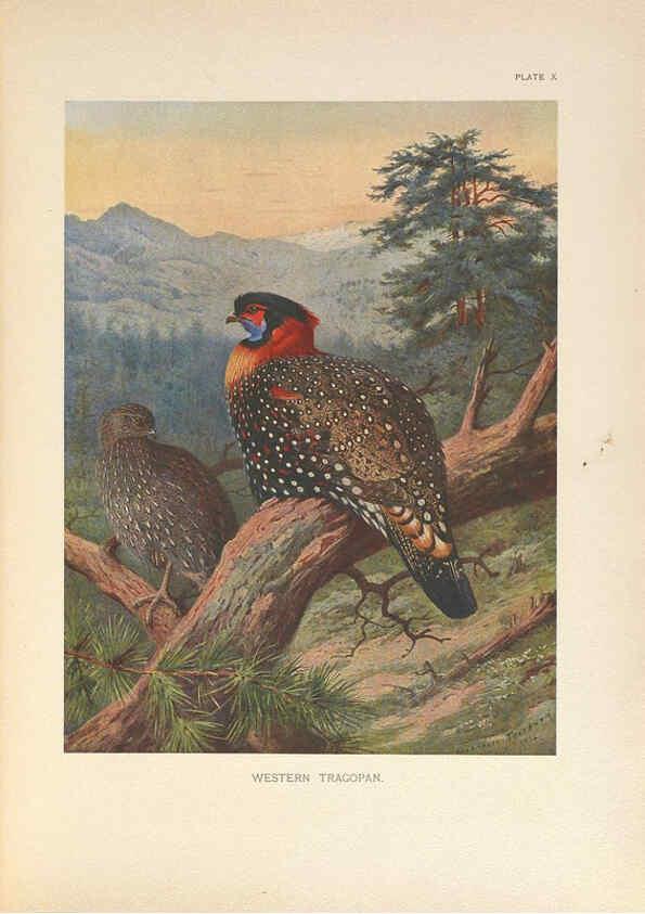 Reproducción/Reproduction 6263642862: A monograph of the pheasants. v.1. London, England :Published under the auspices of the New York Zoological Society by Witherby & Co.,1918-1922