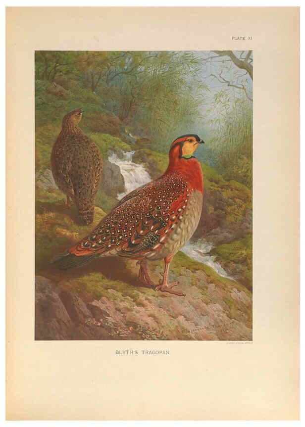 Reproducción/Reproduction 6263642988: A monograph of the pheasants. v.1. London, England :Published under the auspices of the New York Zoological Society by Witherby & Co.,1918-1922