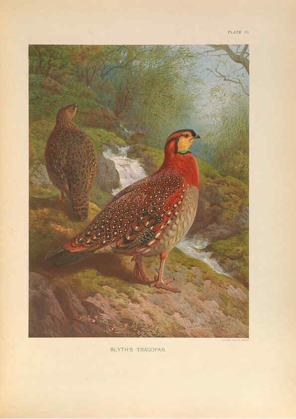 Reproducción/Reproduction 6263642988: A monograph of the pheasants. v.1. London, England :Published under the auspices of the New York Zoological Society by Witherby & Co.,1918-1922