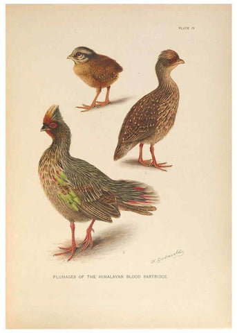 Reproducción/Reproduction 6263641736: A monograph of the pheasants. v.1. London, England :Published under the auspices of the New York Zoological Society by Witherby & Co.,1918-1922