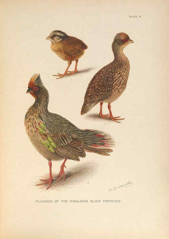 Reproducción/Reproduction 6263641736: A monograph of the pheasants. v.1. London, England :Published under the auspices of the New York Zoological Society by Witherby & Co.,1918-1922