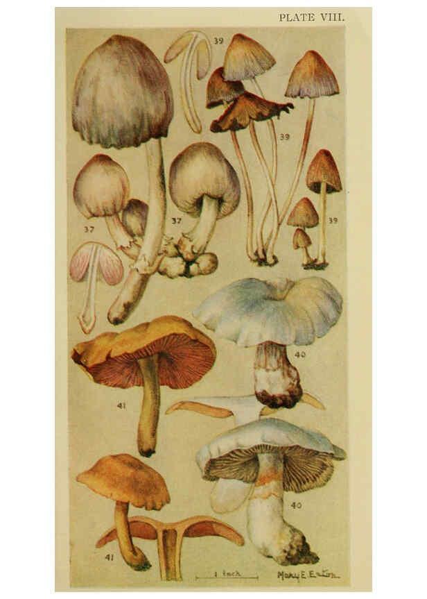 Reproducción/Reproduction 6263212815: Field book of common gilled mushrooms New York :G.P. Putnam's Sons,1928