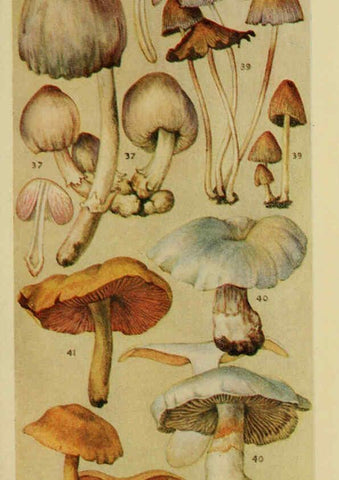 Reproducción/Reproduction 6263212815: Field book of common gilled mushrooms New York :G.P. Putnam's Sons,1928