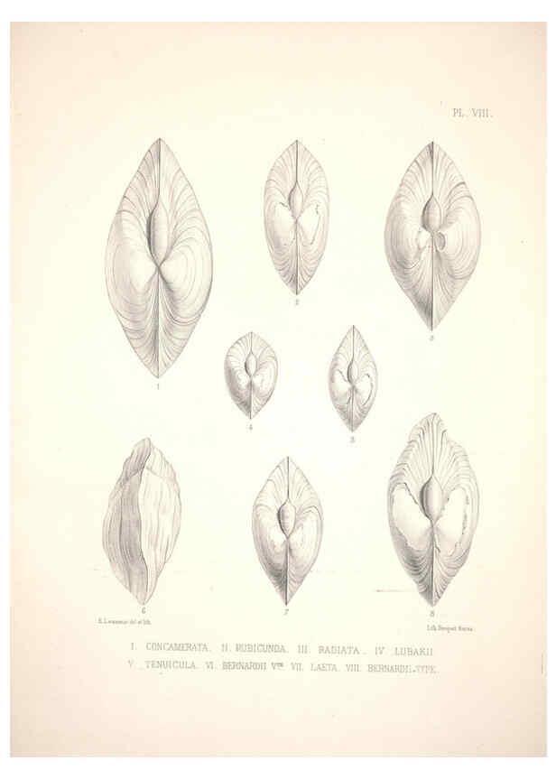 Reproducción/Reproduction 6263697702: Monographie des genres Galatea et Fischeria Paris :L. Tinterlin,1860