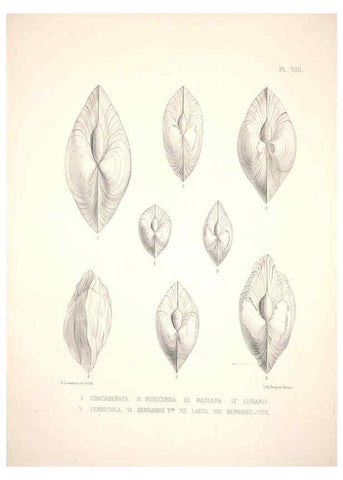 Reproducción/Reproduction 6263697702: Monographie des genres Galatea et Fischeria Paris :L. Tinterlin,1860