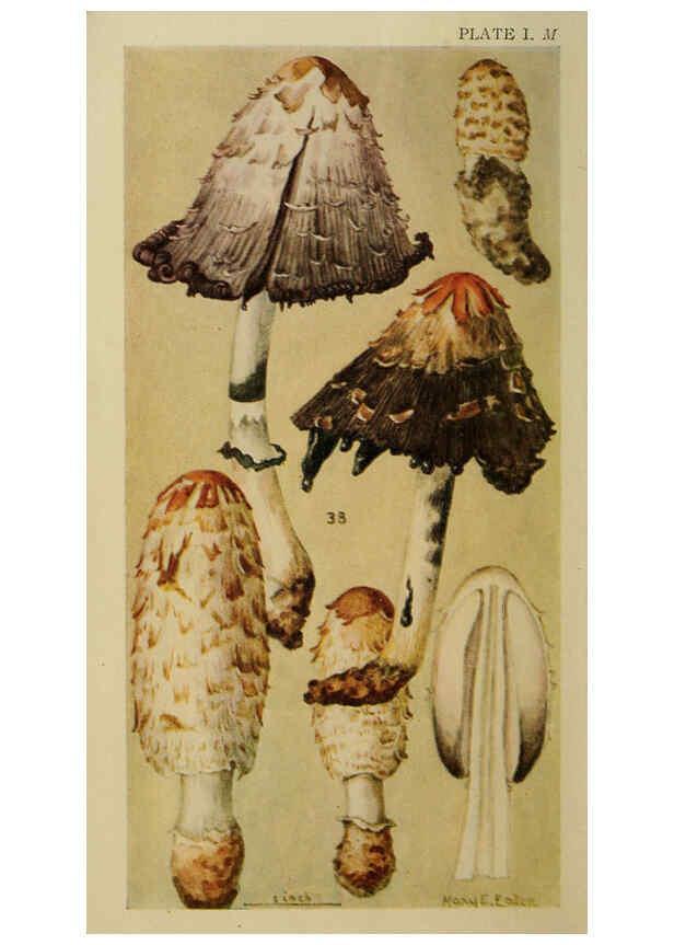 Reproducción/Reproduction 6263736962: Field book of common gilled mushrooms New York :G.P. Putnam's Sons,1928