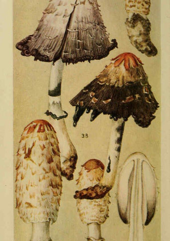 Reproducción/Reproduction 6263736962: Field book of common gilled mushrooms New York :G.P. Putnam's Sons,1928