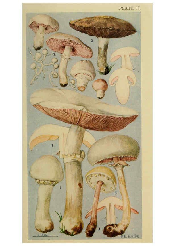 Reproducción/Reproduction 6263211283: Field book of common gilled mushrooms New York :G.P. Putnam's Sons,1928