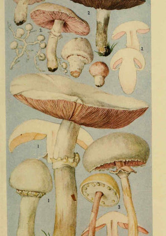 Reproducción/Reproduction 6263211283: Field book of common gilled mushrooms New York :G.P. Putnam's Sons,1928