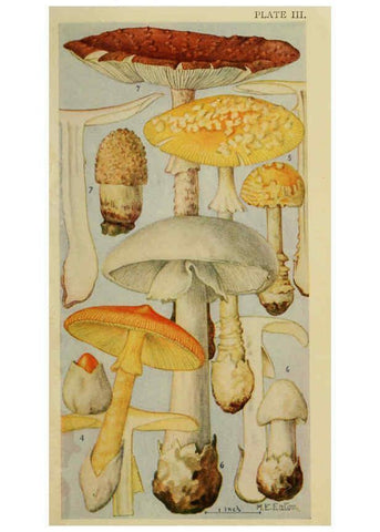 Reproducción/Reproduction 6263211555: Field book of common gilled mushrooms New York :G.P. Putnam's Sons,1928