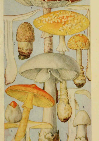 Reproducción/Reproduction 6263211555: Field book of common gilled mushrooms New York :G.P. Putnam's Sons,1928