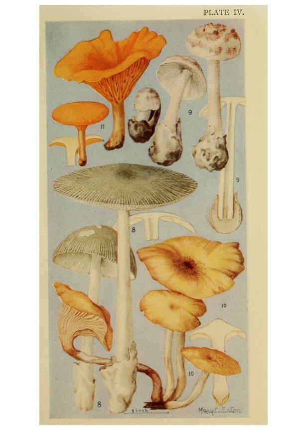 Reproducción/Reproduction 6263737954: Field book of common gilled mushrooms New York :G.P. Putnam's Sons,1928