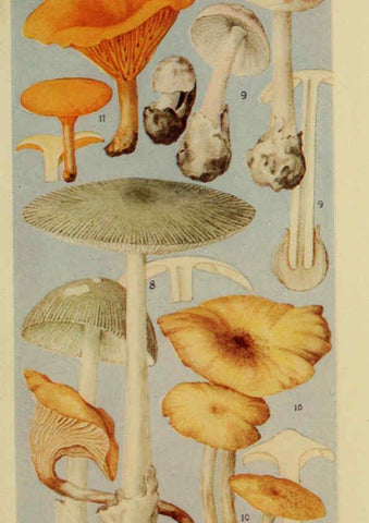 Reproducción/Reproduction 6263737954: Field book of common gilled mushrooms New York :G.P. Putnam's Sons,1928